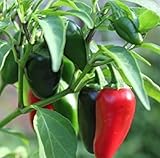 Pepper, Jalapeno M Heirloom Mildly-Hot Pepper Fresh Non GMO Seeds (Jalapeno M Pepper 50+ Seeds)