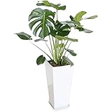 フラワーコーポレーション モンステラ 観葉植物 グリーン 8号 陶器鉢植え ロングスクエア