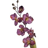 (ヒル・インテリアズ) Hill Interiors 斜めに傾いたランの造花 アーティフィシャルフラワー イミテーションフラワー デコレーション (ワンサイズ) (パープル/ダークグルーン)
