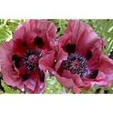 Amazon Co Jp 発芽seeds 50オリエンタルポピーの花の種 ガーデングローリー 多年生ケシオリエン 21 Diy 工具 ガーデン