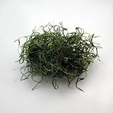 スパニッシュモス