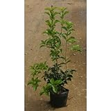 ヒイラギモクセイ 6号ポット