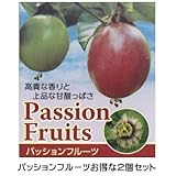 予約販売4月下旬以降発送 パッションフルーツお得な2個セット 夏は涼しく秋は美味しく ポット苗