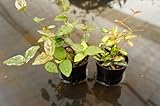 園芸農家から新鮮な苗を届けます。　ハイドロカルチャー苗　寄せ植えセット6Φ【初雪カズラ×テイカカズラ】