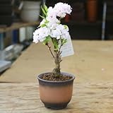 豪華な八重桜盆栽：天の川桜