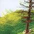 brute in forest「COLOR MATERIAL」