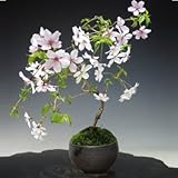 盆栽妙 豆桜　瀬戸焼鉢 樹高15cm×幅10cm