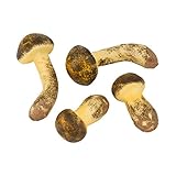 【食品サンプル・フルーツ・野菜】松茸(2本x2タイプ=4本)