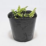 Amazon Co Jp コケのインテリア コケリウム テラリウム シダ植物 山野草 苔盆栽 苔玉 カタヒバ Diy 工具 ガーデン