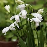 酔白アサヒラン