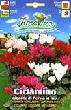 【輸入種子】 Fiore Vivo Ciclamino シクラメン HORTUS（ホルタス社）