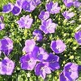 【耐寒性】【多年草】　カンパニュラ　パール　ブルー　2株セット　【コンテナガーデン】