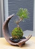 海岸にそびえたつ黒松を飾りませんか【黒松（くろまつ）の苔玉・三日月型　盆栽・苔玉飾り台・器セット】 (敷石の色（黒石）)