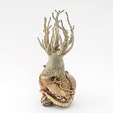 (株)赤塚植物園 アデニウム タイソコトラム (Adenium Taisoctoram) ※８型