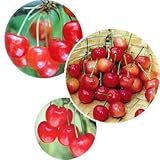 サクランボ3種セット：佐藤錦・高砂・ナポレオン接木1年苗[受粉セット][苗木]