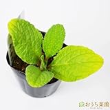 ボリジ ホワイト 【苗】 ９ ｃｍ ポット ＜当店は 苗 種 鉢 培養土 ニーム の専門店＞