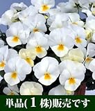 よく咲くスミレ ミルクセーキ 10.5cmサイズ大ポット 1ポット パンジー ビオラ すみれ 苗 寄せ植え