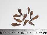 【モミジ・カエデの種】ハウチワカエデ・グリーンカスケード 種子10粒 Green cascade weeping full-moon maple 10 seeds ～ 米国から直輸入 ～