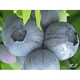 ブルーベリー 苗木 ミーダー 苗 2年生 挿し木苗 【 ノーザンハイブッシュ系 】