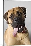 Corey Hochachkaプレミアムシックラップキャンバス壁アート印刷題名の肖像Bull Mastiff 32" x 48" 1413213_24_32x48_none