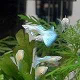 （熱帯魚）ＲＲＥＡ・アクアマリンネオン（トパーズ）・グッピー（国産グッピー）（１ペア） 北海道・九州航空便要保温
