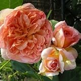 バラ苗 つるパピデルバール 国産大苗デルバールオリジナル角鉢6号（CL) 返り咲き大輪 オレンジ系 フレンチローズ（デルバール）