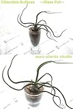 エアープランツチランジア・ブルボーサ / デザイングラスポット / AirPlants Tillandsia・Bulbosa / Design Glass pot / インテリアグリーン / ミニ観葉