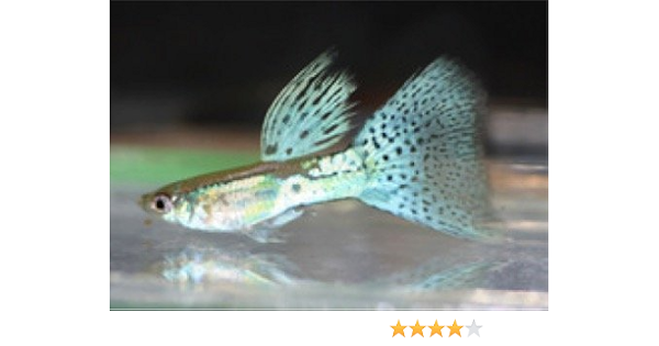 Amazon 熱帯魚 国産グッピー ブルーグラス グッピー ペア サイズ アダルト 1ペア 増子水景 観賞魚 水中生物 通販