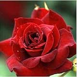 バラ苗 オクラホマ 国産新苗4号ポリ鉢 ハイブリッドティー(HT) 四季咲き大輪 赤系