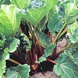 ルバーブ3号ポット 4株セット ノーブランド品