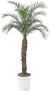 Amazon ヤシの木 フェニックス ロベレニー 約150cm 8号 シンノウヤシ パームツリー ハワイアン ディスプレイ 観葉植物 新築祝い 開店祝い シンボルツリー ドライガーデン パームツリー カリフォルニア 西海岸風 インテリア アメリカン雑貨 観葉植物 オンライン通販