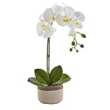 ほぼ自然4569胡蝶蘭Orchid inセラミックポット