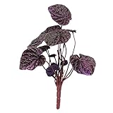 シジュランリーフブッシュ FXLB0001LAV