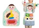 [食育エプロン] なんでも食べる元気なまあちゃん 排泄・食べ物の消化・内臓の仕組み
