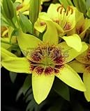 Specials vary color Heart Lily Plant Seeds Potted Bonsai Plant Lily Flower Seeds for Home Garden 10 