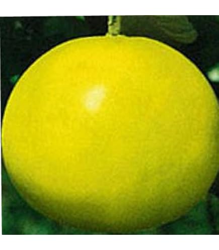 バンペイユ様 晩白柚 （バンペイユ） 接ぎ木 15cmポット苗 : 花と緑の専門店 土っ子