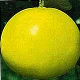 柑橘苗　晩白柚（ザボン）　1年生