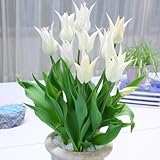 秋植え球根 チューリップ サッポロ 7球パック