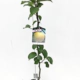 梨 苗木 新興 12cmポット苗 しんこう なし 苗 ナシ