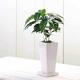 (観葉)コーヒーの木 陶器鉢植え ～タワーS WH～ 受け皿付き 本州・四国限定[生体]