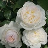 バラ苗 ボレロ 国産大苗裸苗 フロリバンダ(FL) 四季咲き中輪 白系