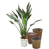 ストレリチア・レギネ 10号サイズ【バスケット(鉢カバー) 付き】 バスケット02