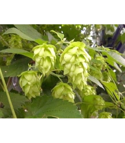 Amazon.co.jp: ホップ苗 センテニアル 雌株 : DIY・工具・ガーデン