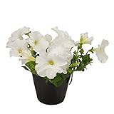 花市場直送便 花苗 ペチュニア 白 8入