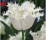 10 PCS Tulip Flower Seeds high quality Seeds of the most Beautiful and Colorful Tulip MIX possible P
