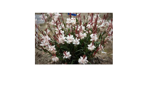 Amazon Co Jp ガウラ 白蝶草 ベインズフェアリー3 5号ポット2株セット 白花種 鉢植えや小さな花壇にぴったりのわい性種 Diy 工具 ガーデン