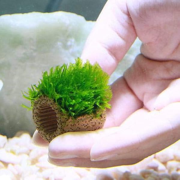 水草 育成済 ライフマルチ 茶 ジャイアント南米ウィローモス 無農薬 １個 北海道航空便要保温 Charm チャーム 生体水草 通販 Amazon