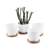T4U 8.5CM 陶器鉢 白 円形 シンプルデザイン 植木鉢 多肉植物 サボテン鉢 竹トレイ付き 4個入り
