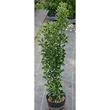 マサキ (柾) 6号ポット