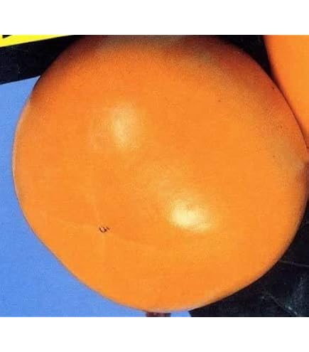 Amazon.co.jp: 豆柿 マメガキ 太木 苗木 : DIY・工具・ガーデン